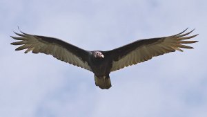 Turkey Vulture