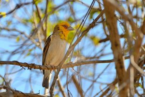 Sakalava Weaver (Ploceus sakalava)