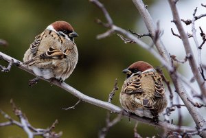 Passer montanus