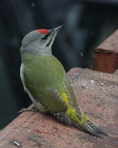 Grey-faced Woodpecker  Picus canus