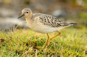 buff-breasted sandpiper