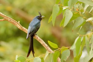 Crested Drongo (Dicrurus forficatus)