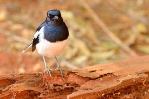 The Madagascar Magpie-Robin (Copsychus albospecularis)