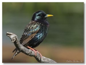 Common  Starling