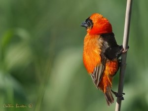 Southern Red Bishop