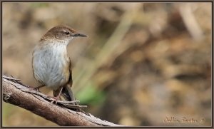 Cape Reed Warbler