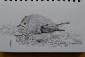 Goldcrest