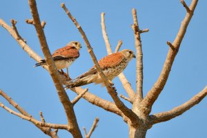 Malagasy Kestrels  (Falco newtoni),  Male at right, female at left