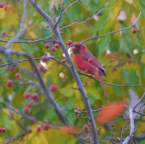 Male Northern Cardinal feeding on choke cherries