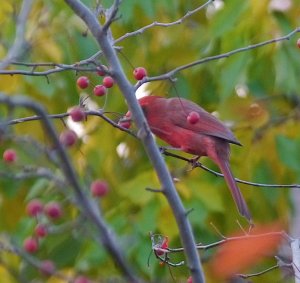 Male Northern Cardinal munching