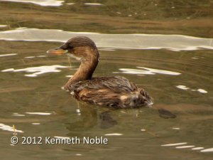 little grebe in Crete