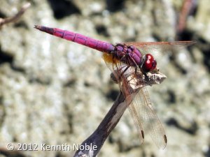 Crete dragonfly