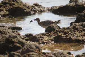 Curlew