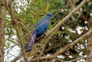 Blue Coua (Coua caerulea)