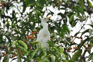 Eastern Cattle Egret (Bubulcus coromandus)