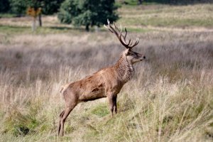 Watching the rut from a safe distance...