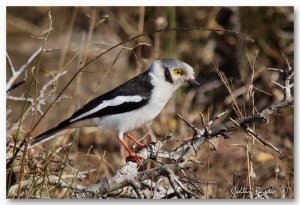 White-crested helmet-shrike