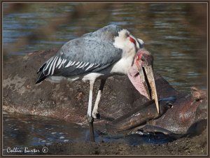 Marabou Stork