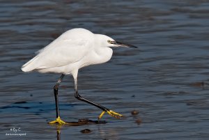 Little Egret (astroscoped)