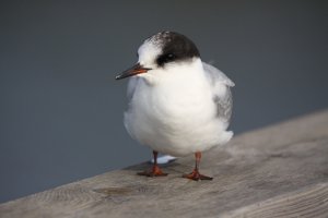 Arctic Tern