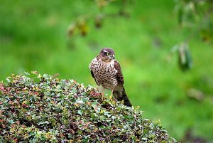 Sparrowhawk