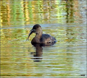 little grebe