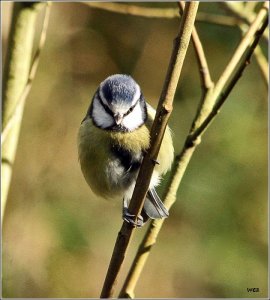 blue tit