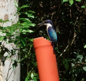 Sacred Kingfisher - Tropical Queensland