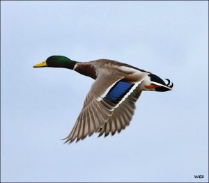 mallard