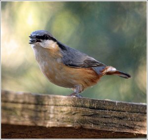 nuthatch