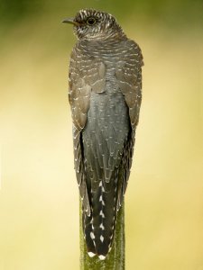 Young Cuckoo trying to merge with a post