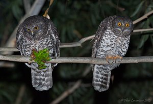 Powerful Owl pair