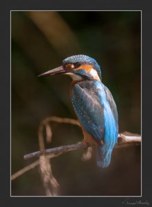 Kingfisher through grass