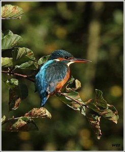 kingfisher