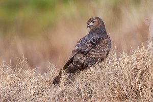 Spotted Harrier