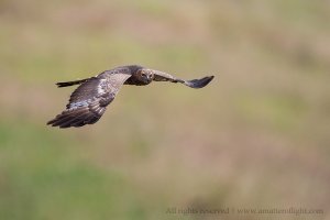 Spotted Harrier