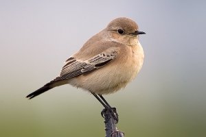 Desert Wheatear