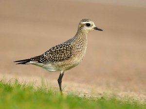 american golden plover