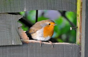 Robin is still using the hole in my fence to enter my garden.