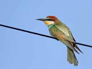 bee eater