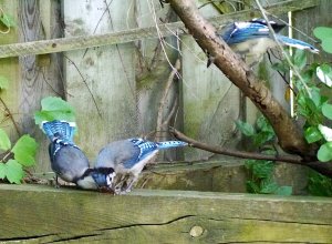 Training day for the young blue jays