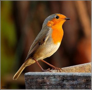 robin