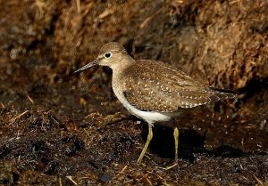 solitary sandpiper