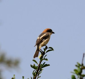 Woodchat Shrike