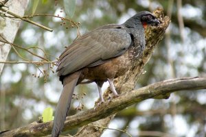 Dusky-legged Guan