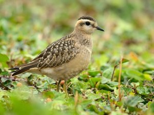 dotterel