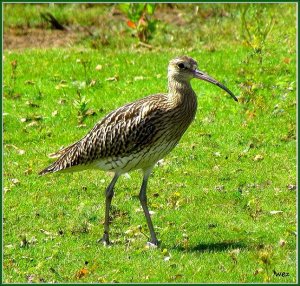 curlew