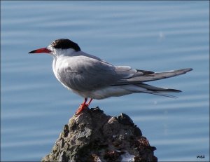 common tern