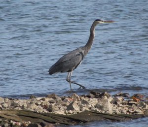 Blue heron