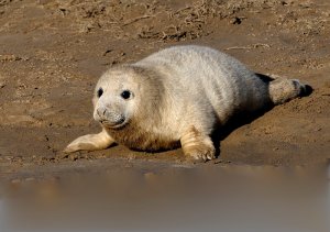 grey seal pup